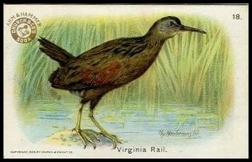 18 Virginia Rail